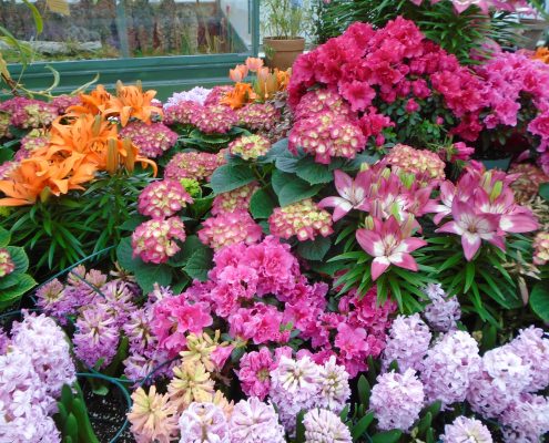 arrangement of many kinds of flowers
